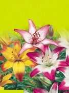ks 77xx ks 87xx 87xx ks ks Mademoisselle de Paris / ks Perseus / ks Princess Margaret Rose /