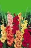 hybridus Mečíky (motýlokvěté k řezu) Gladiola Mieczyk Kardvirág Gladiole