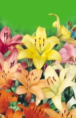 Kardvirág Gladiole Gladiolus 766xx L Ľalia Lilie Liliom Lilie Lily ilium