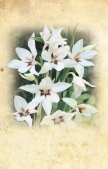 strana ) Výsadba, Výsadba, Sadzenie, Kvete, Kvitne, Kwitnie, Kiütetés, Auspfl., Planting. V. Virágzás, Blüte, Flowering V. X.