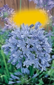 HLÍZNATÁ ROSTLNA N08 Canna greenleaves Dosna (do skupinových výsadeb) Dosna Paciorecznik Ehető kanna Blumenrohr Canna Cizojazyčné názvy Cudzojazyčné názvy 00žč Cleopatra Skupina, do které je rostlina