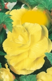 06žl 06žl Begonia fimbriata