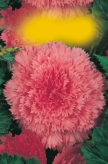 078xx 078xx Begonia