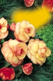 06če 06če Begonia marmorata