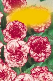 brownleaves Canna