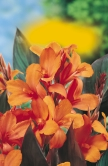 Blumenrohr Canna Dosna (do  