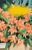 marginata Begonia crispa