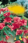 Begonia pendula Aron (do