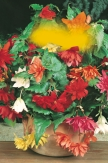 pendula Begonia pendula