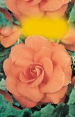 tuberhybrida 00or 00or ks /6