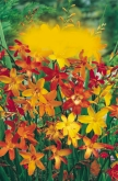 greenleaves Canna indica
