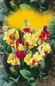 0ks 6/+ cm 060xx 060xx Crocosmia