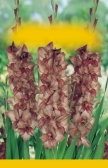 Herzblume Bleending