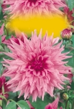Pineapple Lily