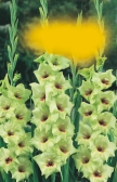 Prianrsneval C