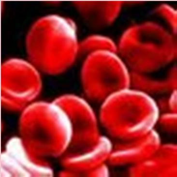 Erytrocyty bezjaderné bu ky 7.5 x 2 µm životnost cca 120 dní barvivo hemoglobin (A 1, A 2 ), - 38% (28-36 pg) - 150g/l (1g Hb váže 1.
