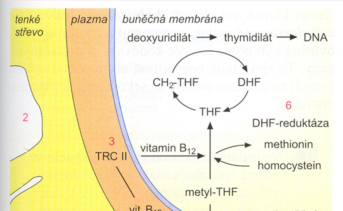 Poruchy metabolismu vitamínu B 12 a kyseliny listové p i megaloblastických