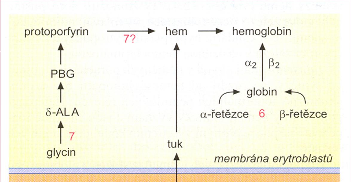 Poruchy syntézy hemoglobinu 1.