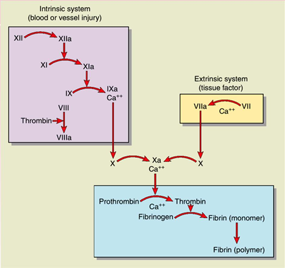 Sekundární hemostáza 2 typy aktivace vnit ní cesta - po kontaktu faktor XII a XI s negativn nabitým povrchem v