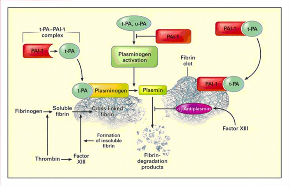 Fibrinolytický systém plazmin cirkuluje jako neaktivní proenzym plazminogen - volný plazmin inhibován 2 -antiplazminem aktivace