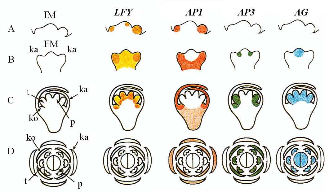 Obr. 11-7. Schéma prostorové a časové exprese genů LFY, AP1, AP3 a AG, které řídí kvetení u Arabidopsis thaliana. (Podle Okamuro J.K., den Boer B.G.W., Jofuku D.