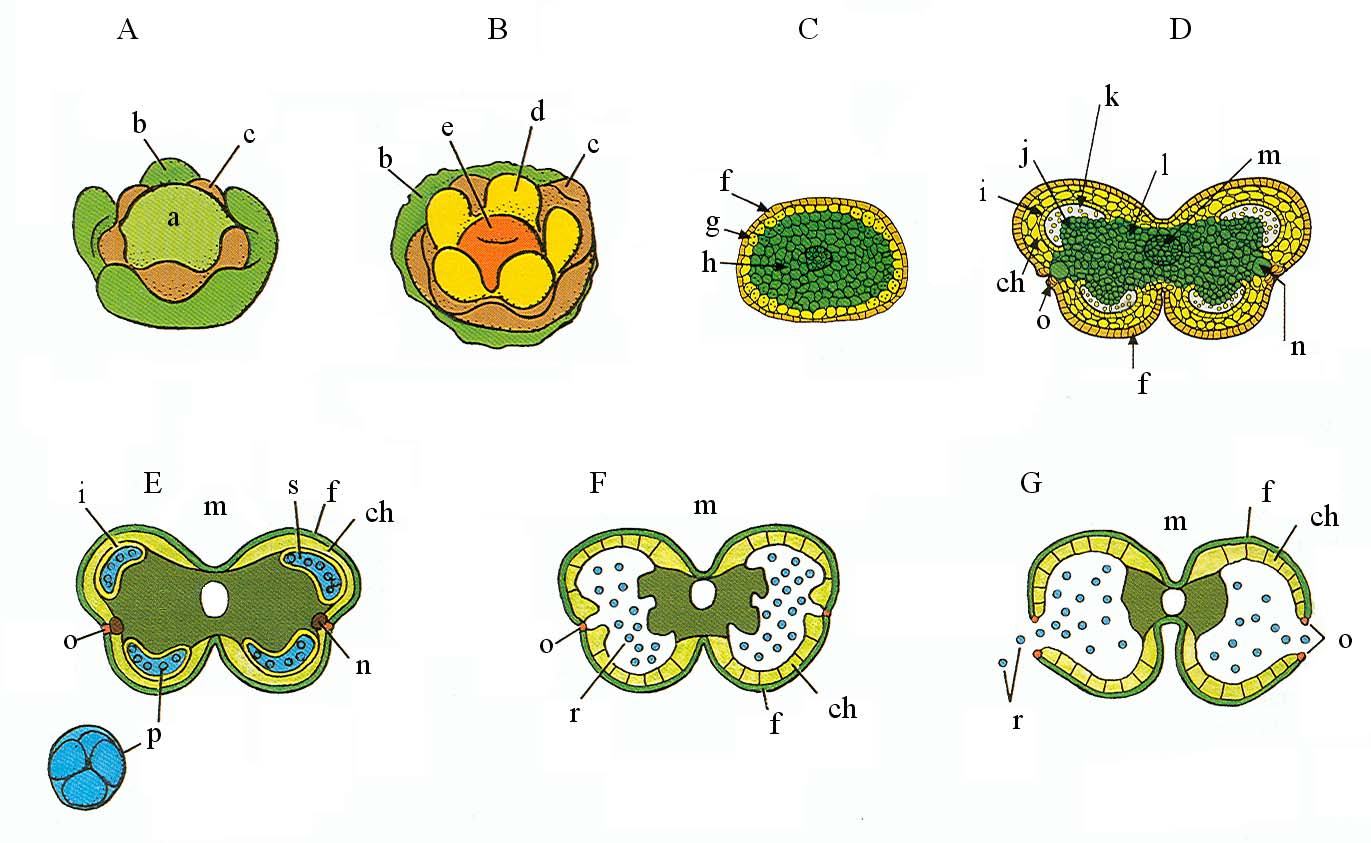 Obr. 11-8. Schéma vývoje prašníku. (Podle Goldberg R.B., Beals T.P., Sanders P.M.: Anther development: Basic principles and practical applications. The Plant Cell 5: 1217 1229, 1993. Upraveno.).