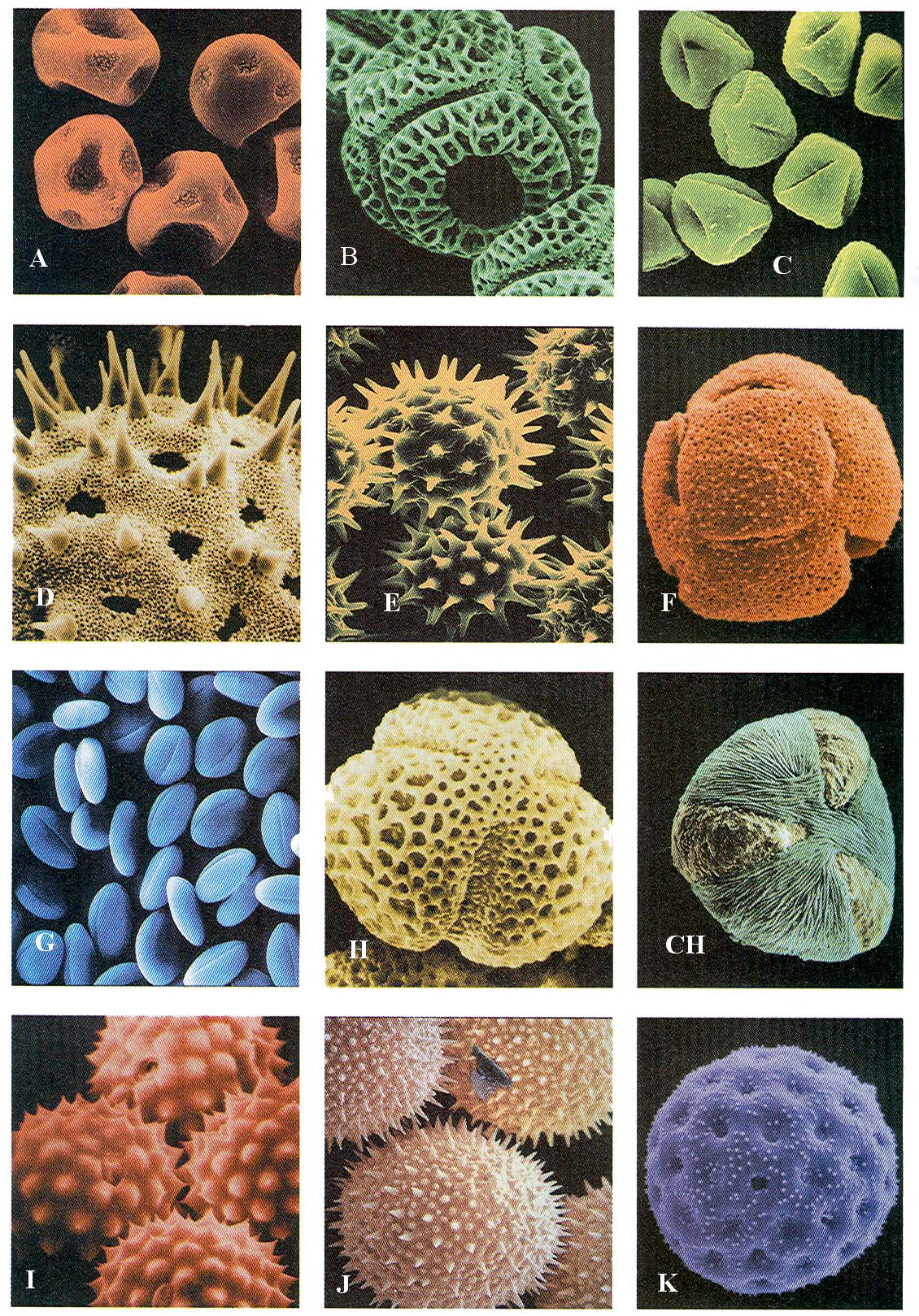 Obr. 11-9. Pylová zrna různých rostlin.