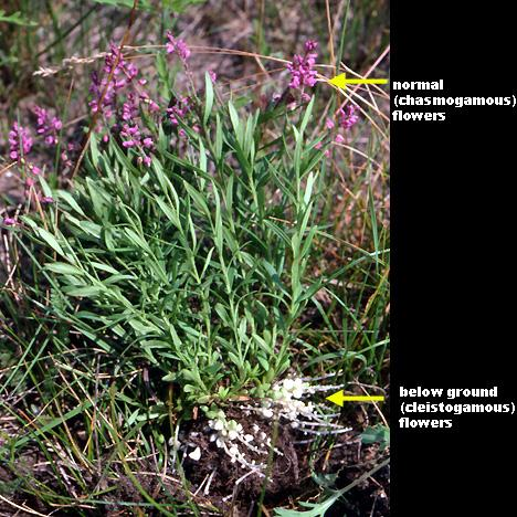Mnoho druhů má jak kleistogamické tak chasmogamické (= otevírací se) květy na stejné rostlině. Viola sp.