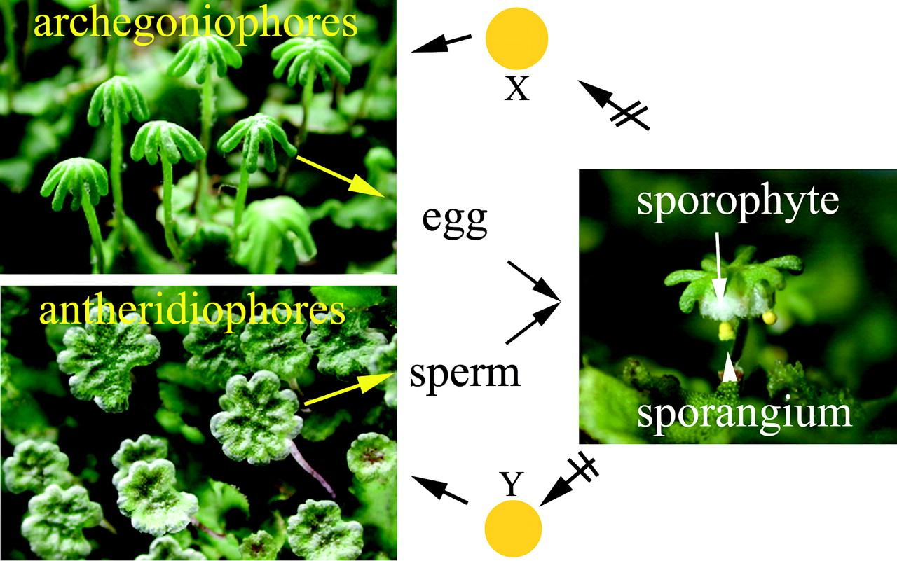 archegoniophores that produce the sperm and egg, respectively.