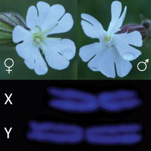 Pohlavní chromozómy u rostlin Samčí a samičí květy (top) a pohlavní X and Y chromozómy (bottom) u Silene latifolia.