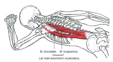 Autochtonní muskulatura (dle Vojty ) vzpřímení