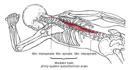 elasticita podélné osy těla optimální aktivace