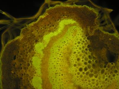 Autofluorescence - příčný řez řapíkem jabloně Hranol WB Chlorofyl * Hranol WU Z = 100x