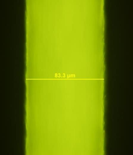 Autofluorescence vlasu Fluorescenční kostka WU