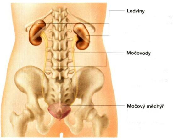 1 Současný stav 1.1 Anatomie ledvin Ledviny (latinsky renes, řecky nephros) jsou párový, tubulární orgán uložený primárně v retroperitoneální dutině.