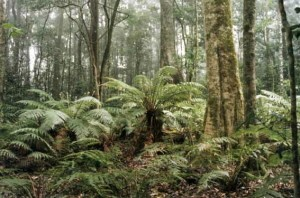 Základní charakteristika: Tropický deštný les,, též tropický deštný prales, je zalesněný biom s trvale teplým a vlhkým podnebím.