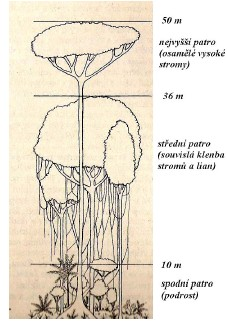 Vertikální členění tropického deštného lesa Kašparovský (1999) uvádí, že tropický deštný les tvoří několik pater: 1.