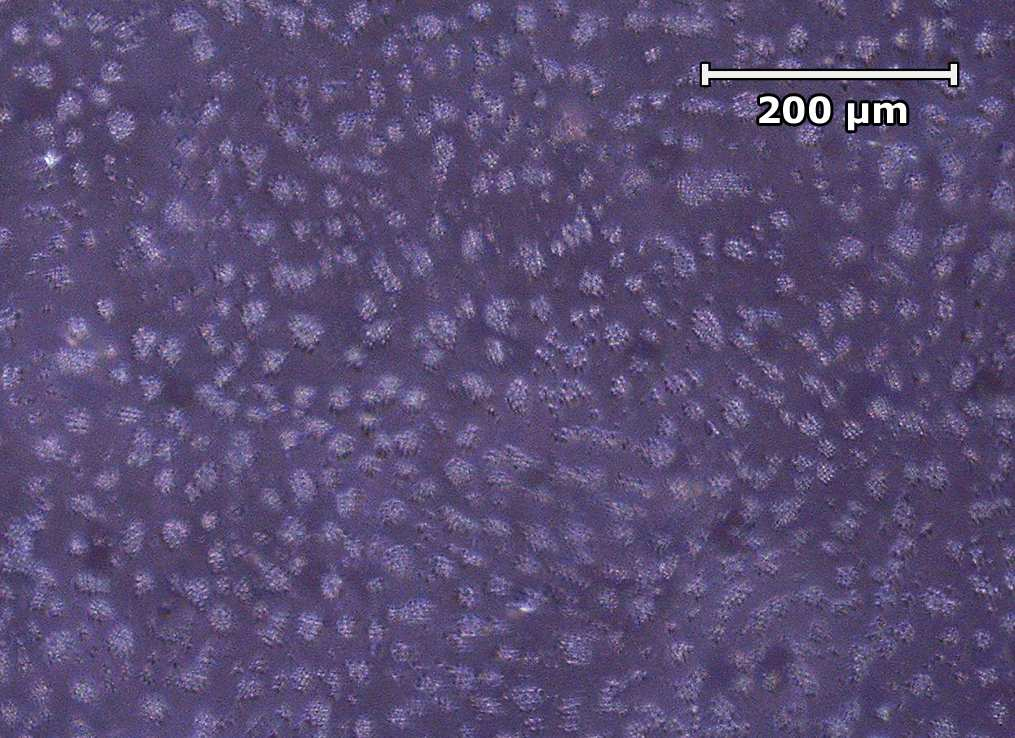 Z grafické závislosti na obr. 5 vyplývá, že největší měrné vodivosti (3,918 ms/cm) je dosaženo použitím 1,5 ml PC.