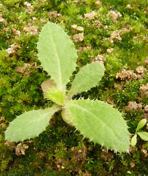 Cirsium