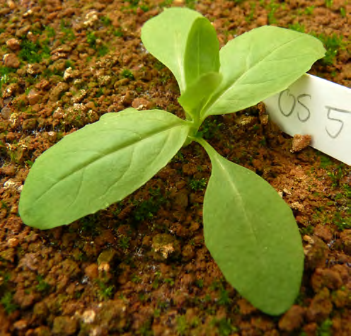 Epilobium