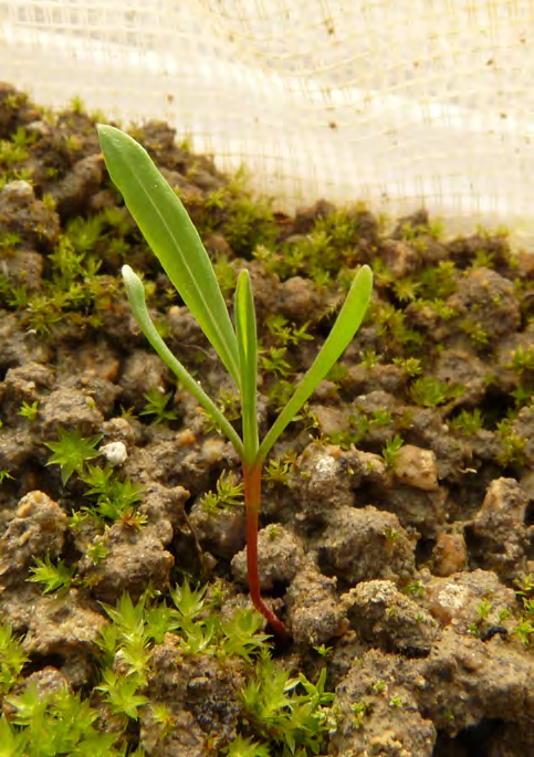 Polygonum