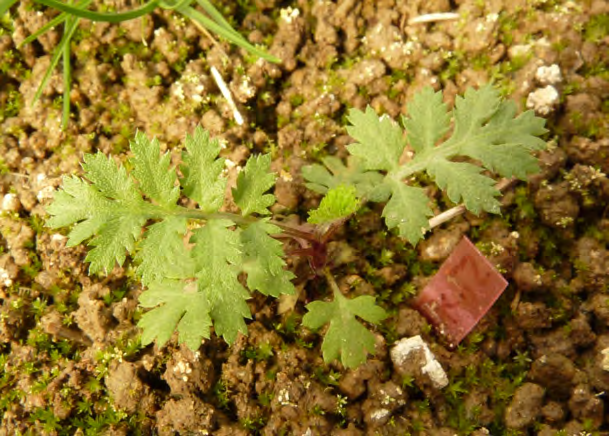 Tanacetum