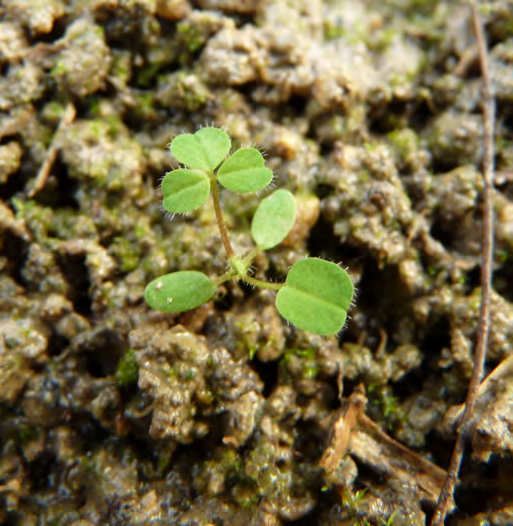 Trifolium