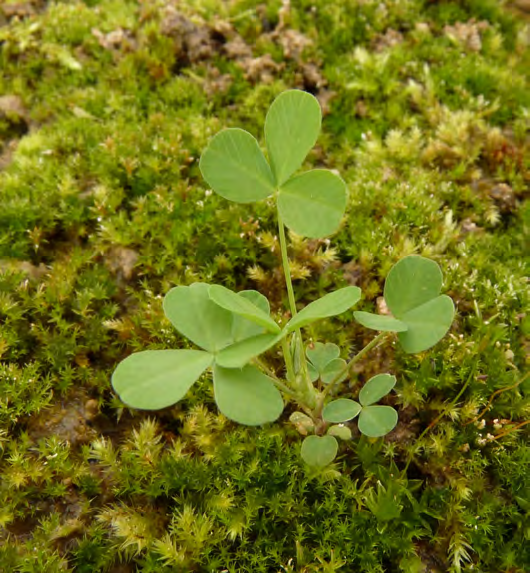 Trifolium