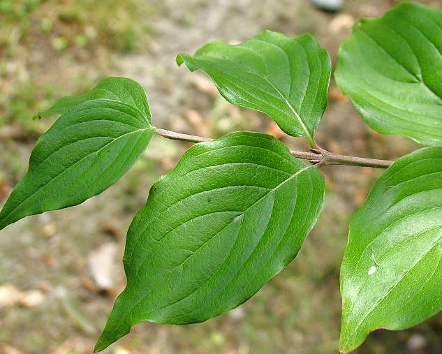 13. Dřín obecný Cornus mas L.