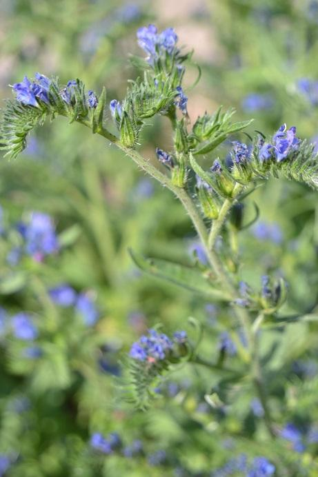 Hadinec obecný Echium vulgare L.