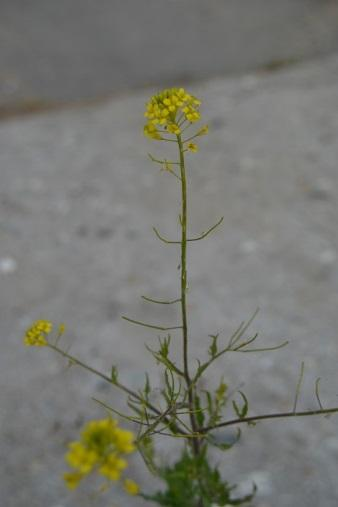 21. Hulevník Loeselův Sisymbrium