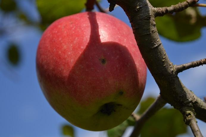 23. Jabloň Malus sp.