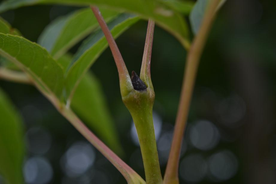 24. Jasan ztepilý Fraxinus