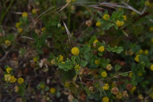 Jetel ladní Trifolium campestre